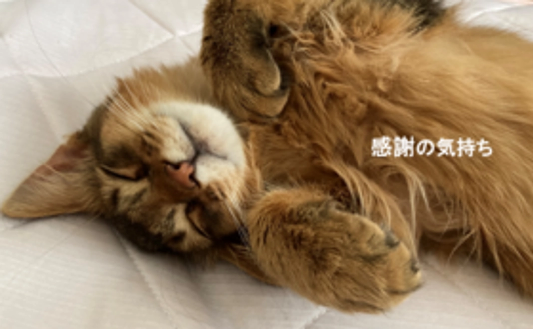 リターン不要のご支援（1,000円）