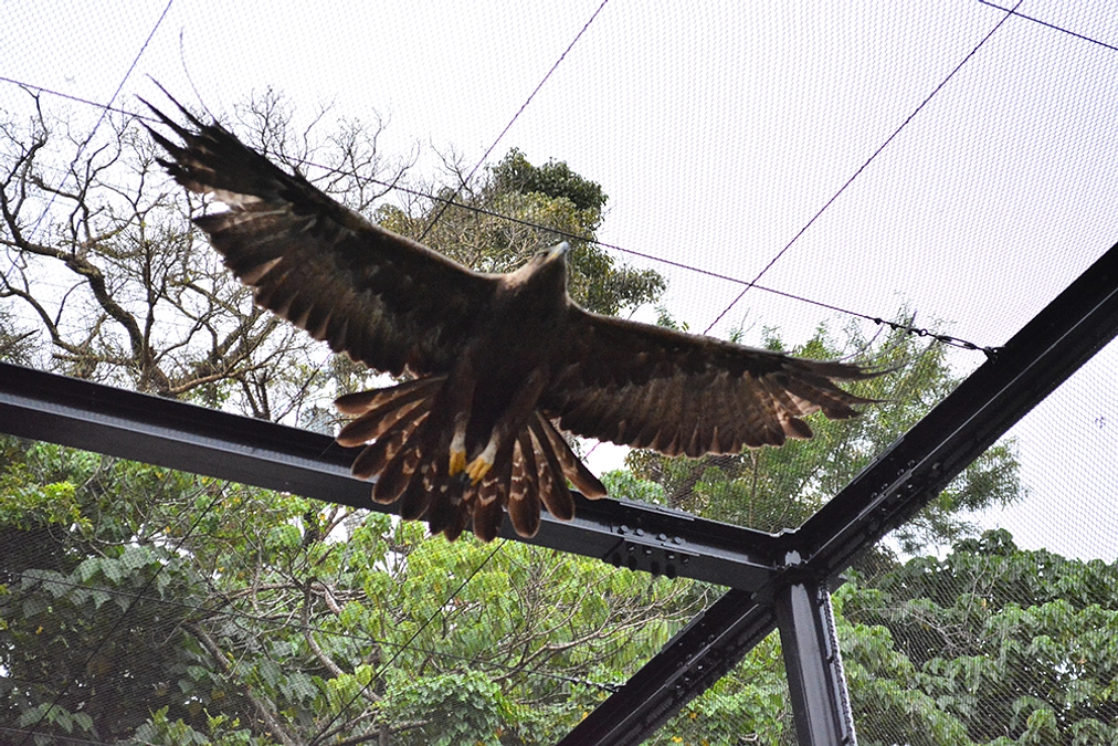 二ホンイヌワシ『大日』の撮影秘話