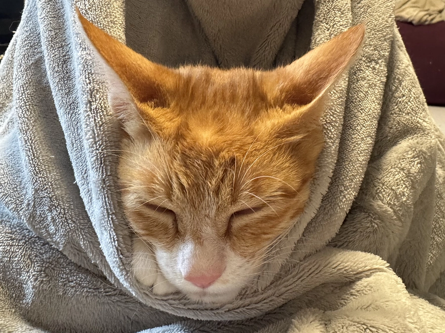 【残り6日】ぺろ君の受診