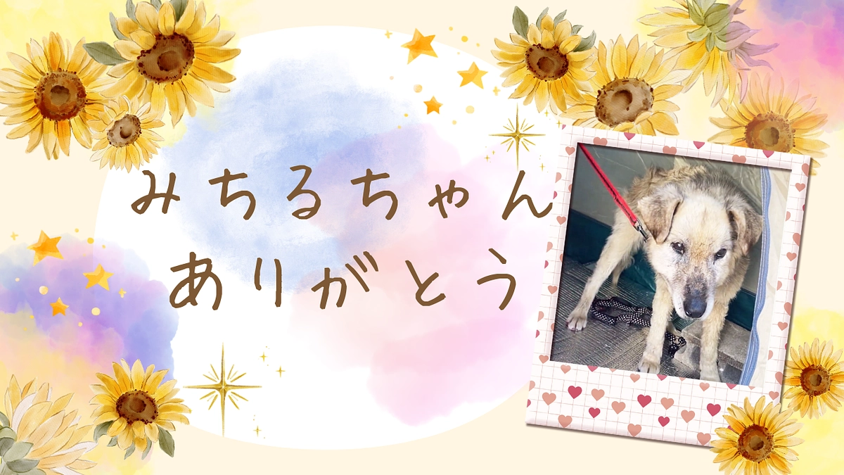 みちるちゃん虹の橋を渡りました。ありがとう。