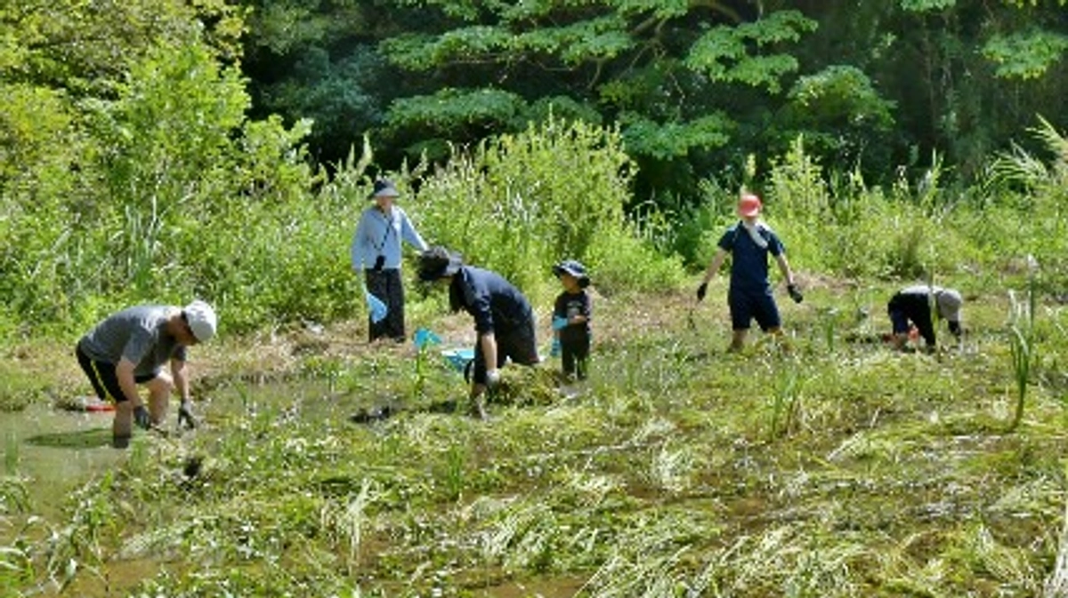 いもりの里の稲刈り