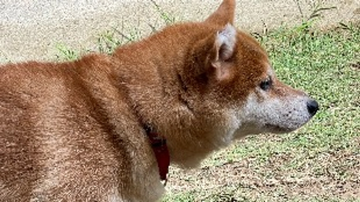 応援ありがとうございます！