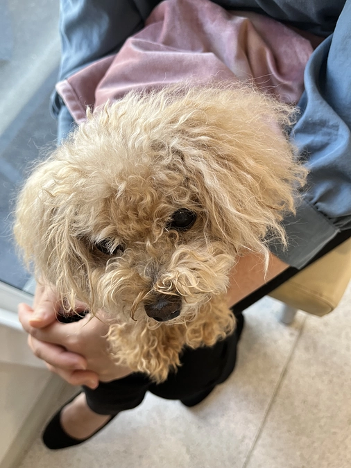 術後の面会をしてきました🐶