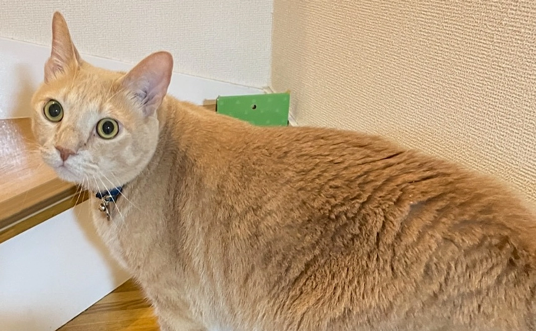 応援コース：1,000円