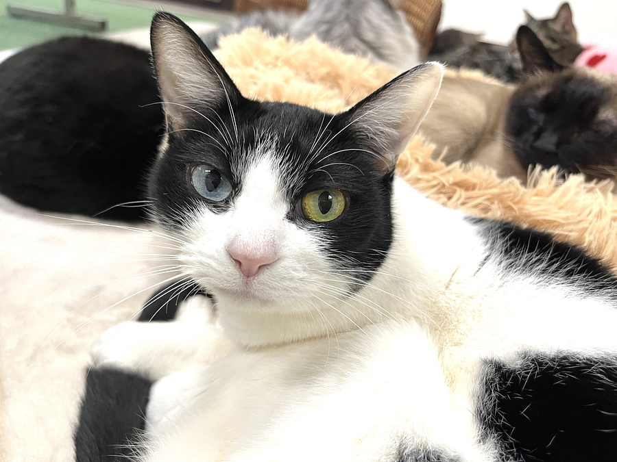 モナミが虹の橋を渡りました。