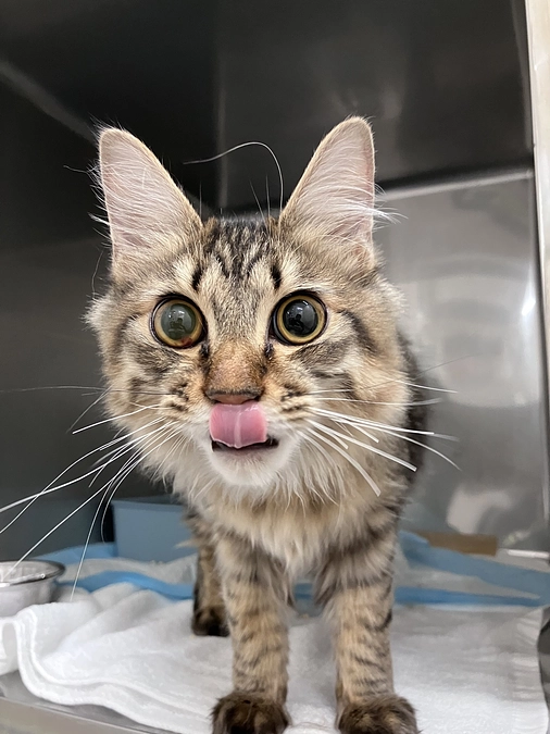 2/1-2/9のらいくんの様子及び診療費です