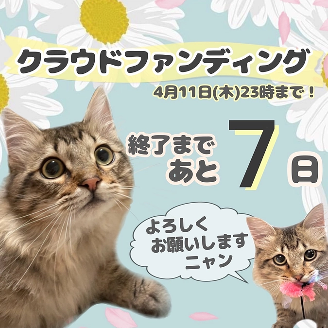 心からの感謝と、投薬再開3日目のちゃむの様子です
