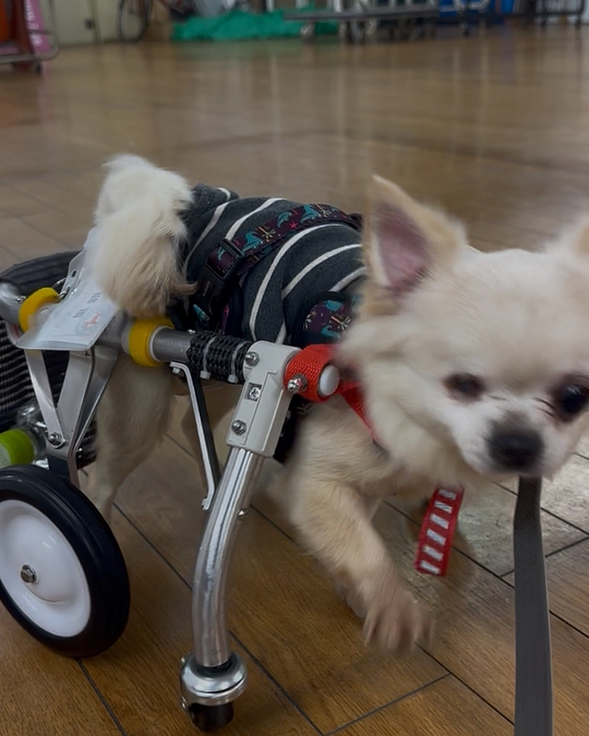 『この子は〜だから』諦めるの早くない？