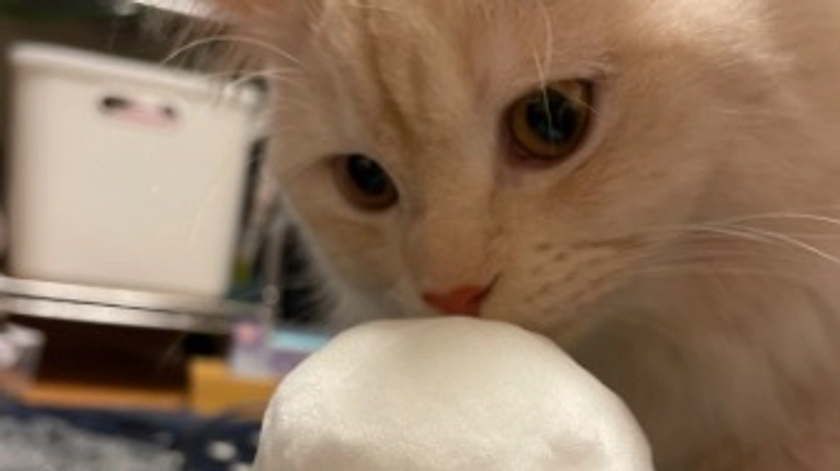 今日のトキ⛄️❄️