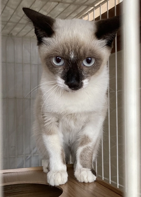 仔猫続々・・・登場！