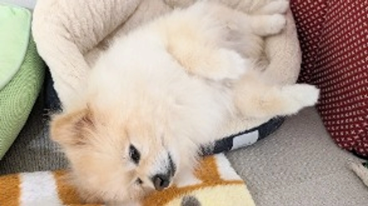 ポンタの呼吸　✳動画です