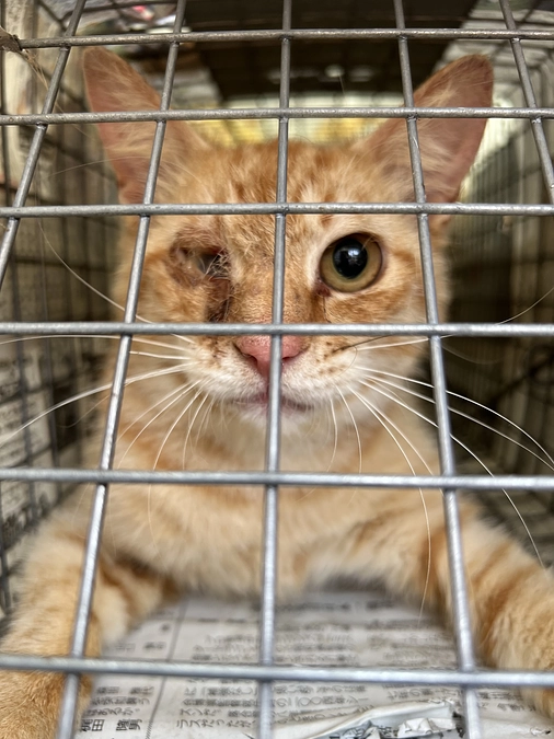 さらに1匹保護しました