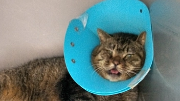 ぶちゃ君に暖かい余生を!　祈) のトップ画像