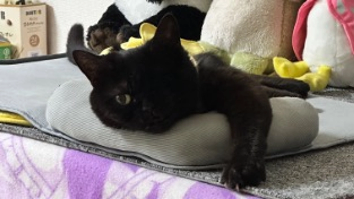 近況報告🐈‍⬛①