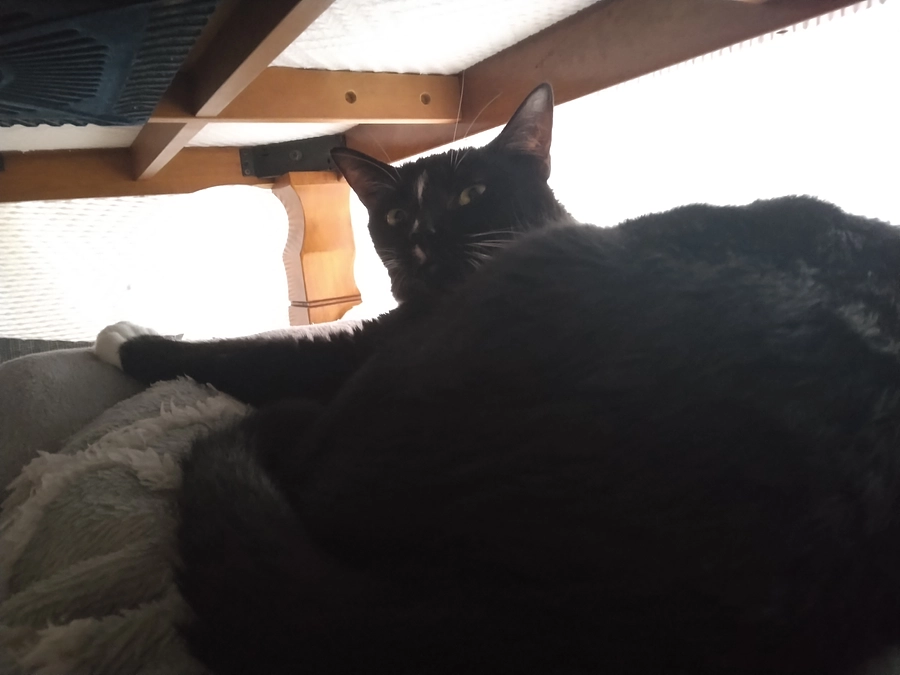 6/27はなちゃんの様子(発作あり)