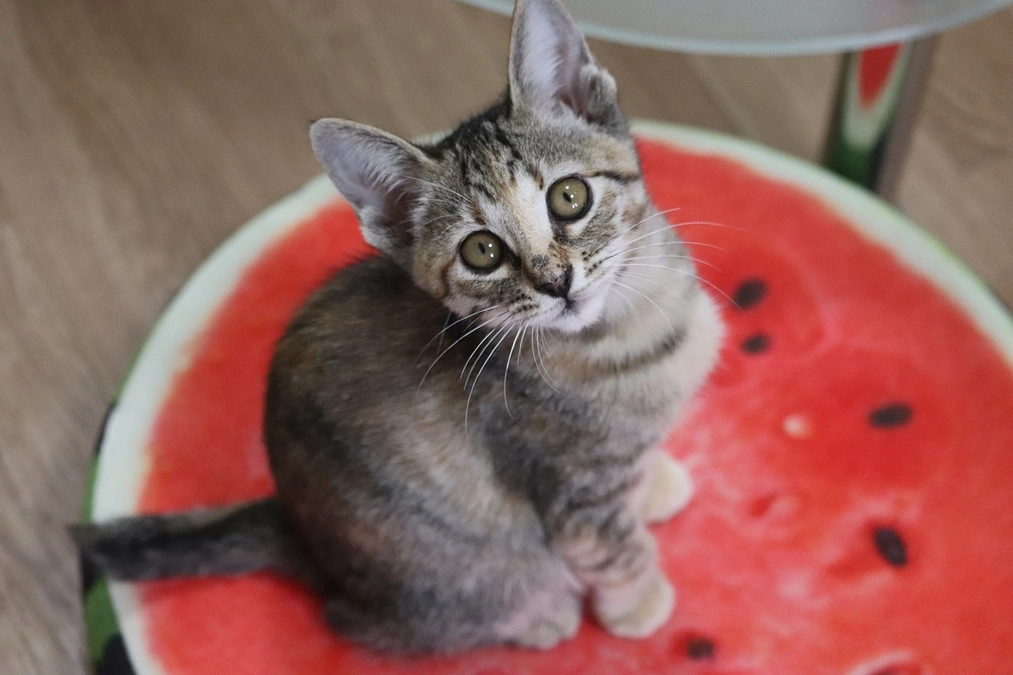 猫たちのお届け第一弾完了です！