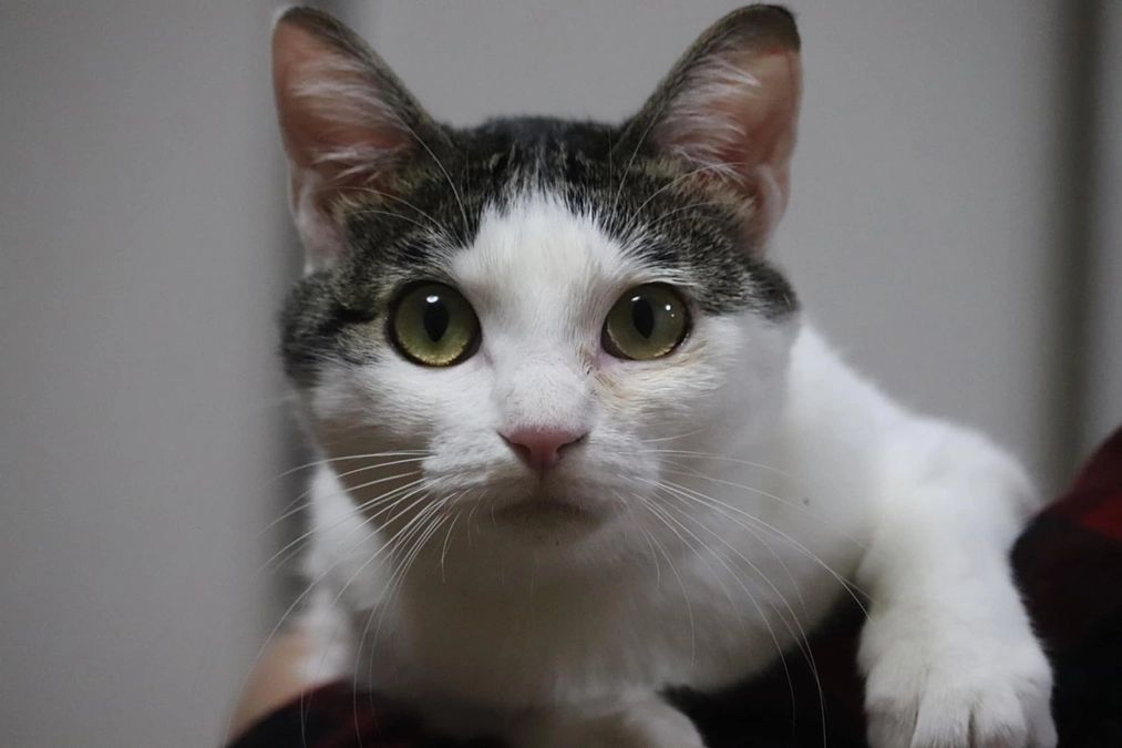 「しゃけ」のトライアルが決まりました。