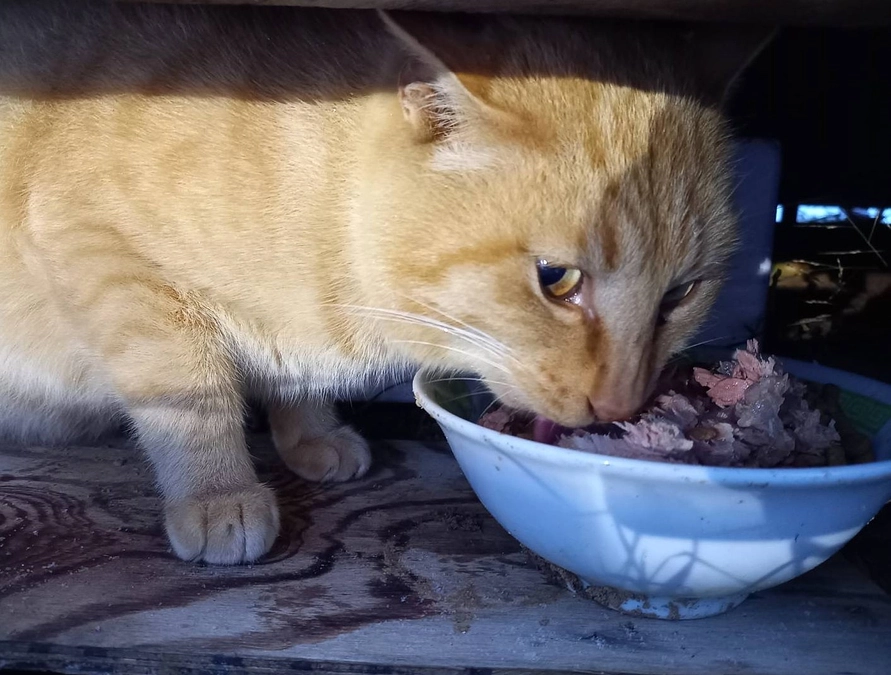 今日も今日とて