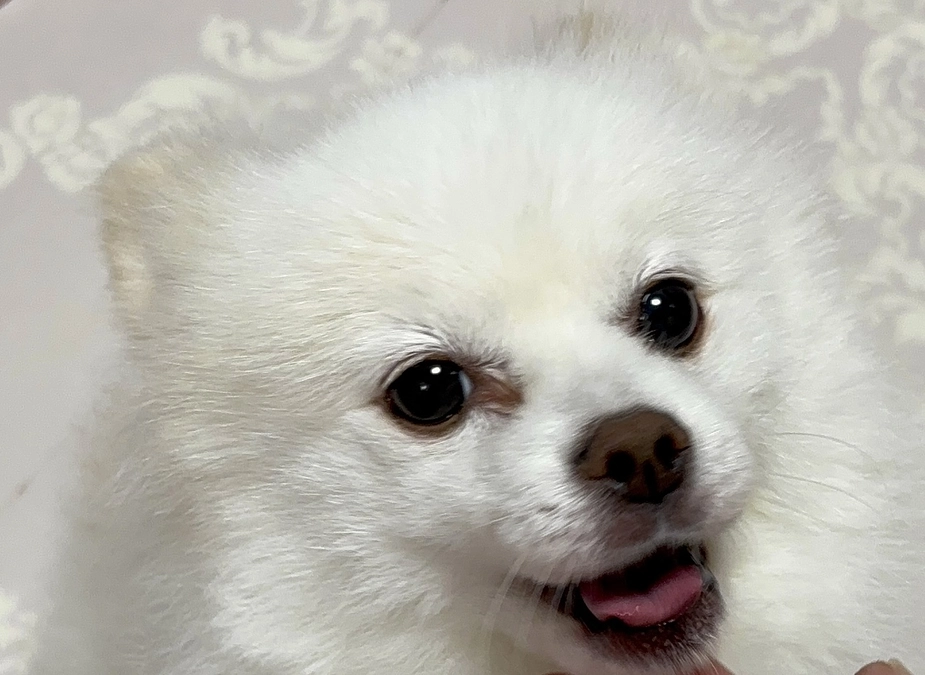 初めての試みですが、よろしくお願いいたします🐩