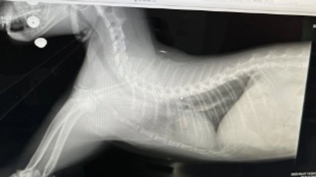 投薬が終了し、病院に行きましたが、😭