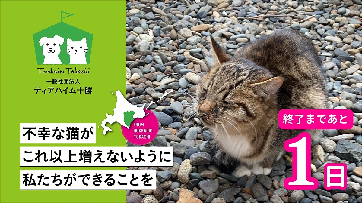 保護猫たちとの挨拶からはじまる1日