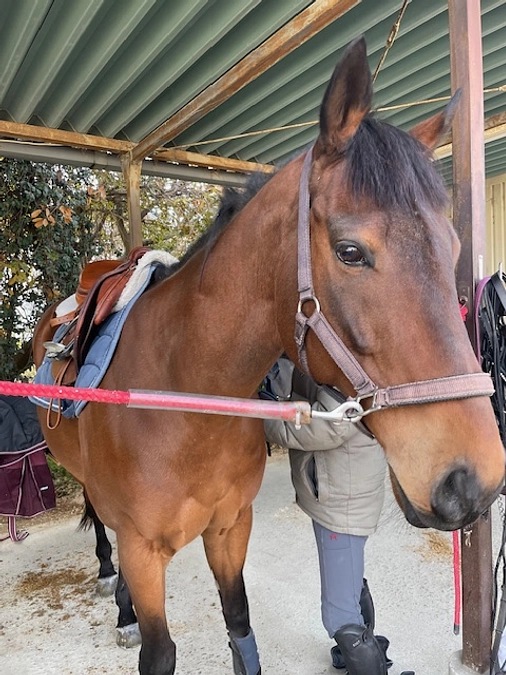 クリスマスのリョーノテソーロ