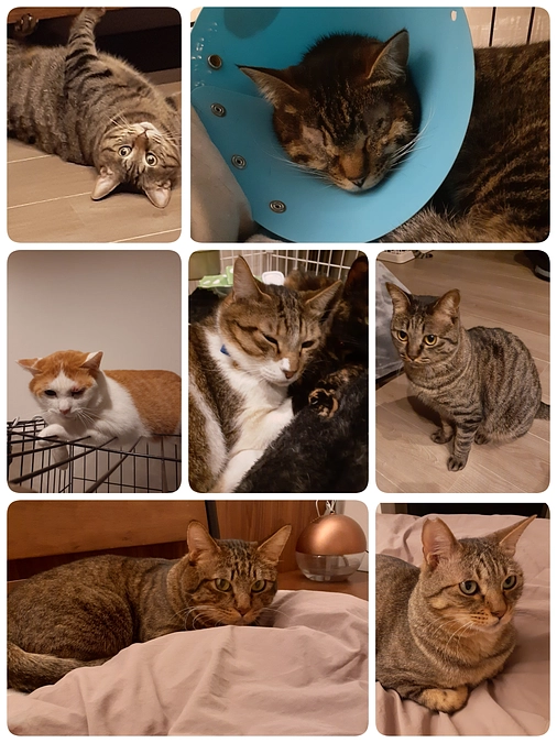 1匹の通院と6匹の投薬