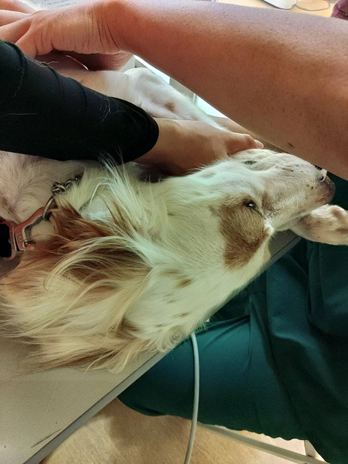 神子ちゃんの再検査🐾