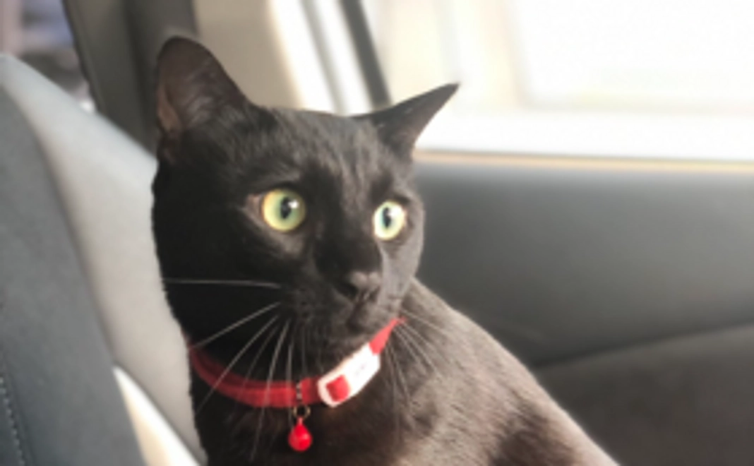 『5,000円』幸せの猫ハウスニャーズ応援コース