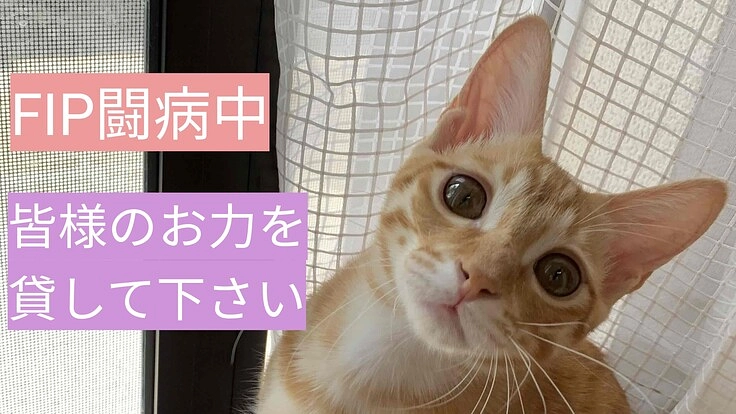 【ＦＩＰ闘病中】ちい太にお力を貸していただけないでしょうか