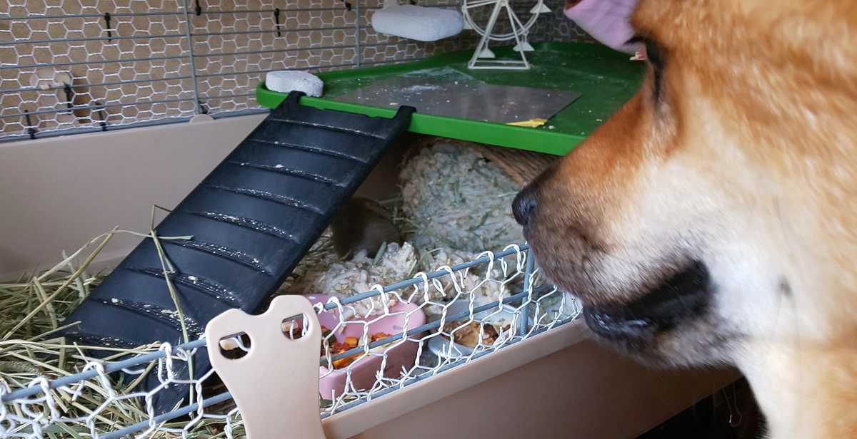 tonnyatawoのお品を購入頂きました(/・ω・)/。