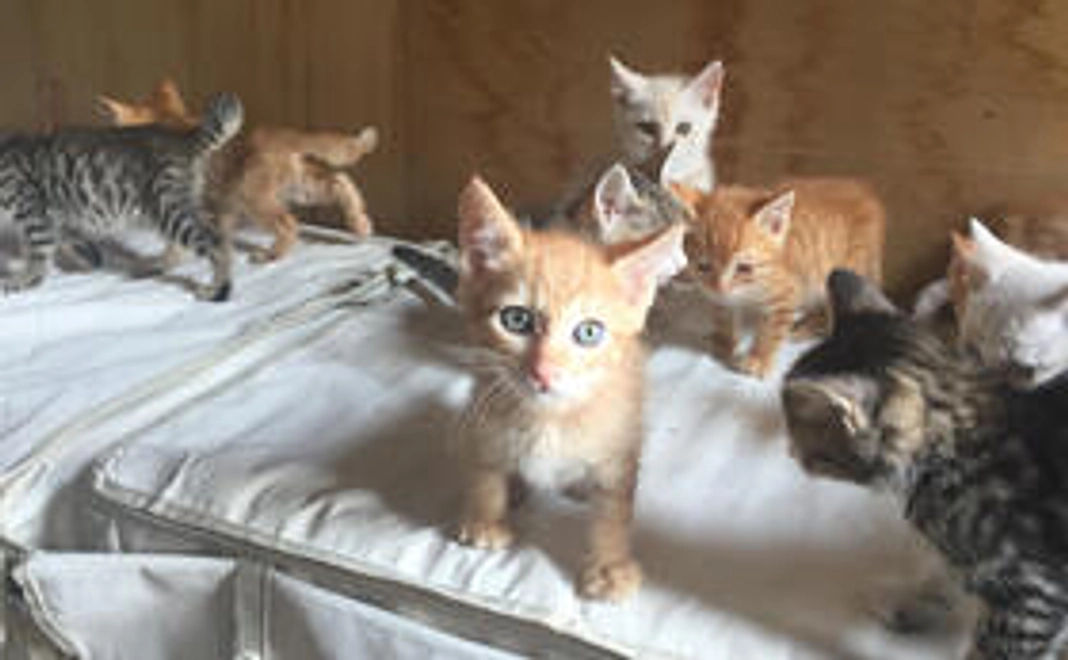 野良ねこ応援コース