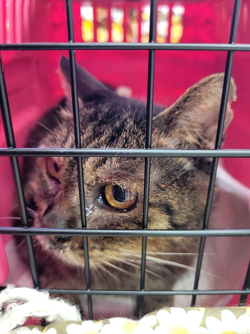 ハイシニアのこたち　寅じぃ(高知組さん)　かやこばぁ(熊本組さん)