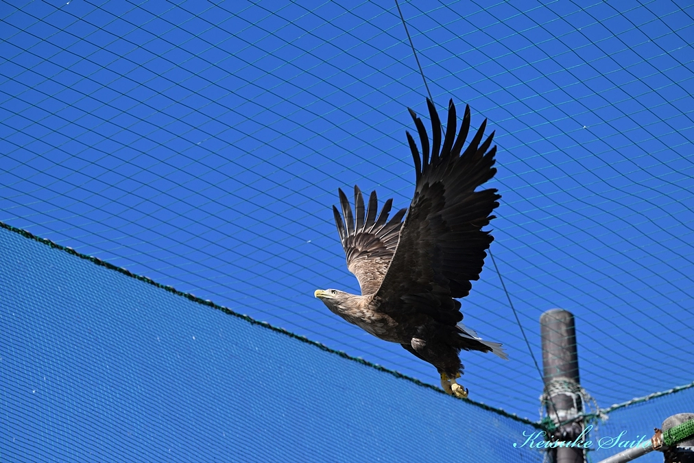 鳥インフルエンザから復帰したオジロワシが飛べるようになりました