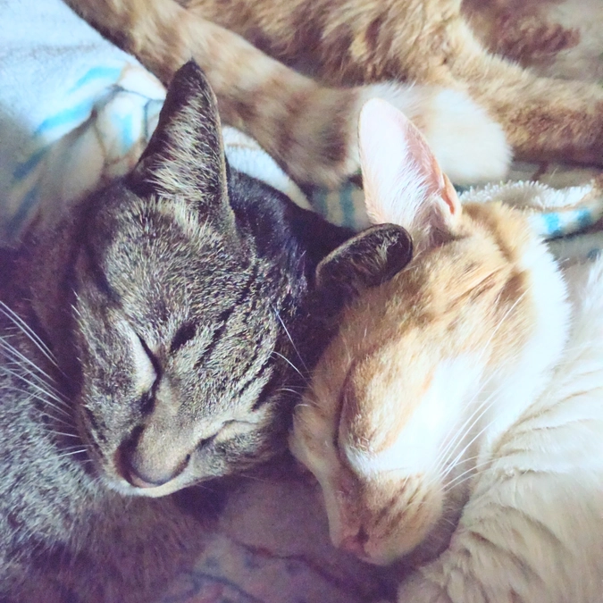 こいとら君💕と　モカちゃん💕