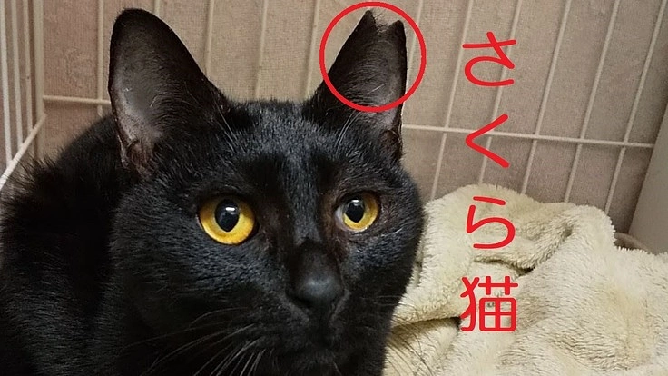 野良猫ちゃんの不妊手術～不幸な命が生まれないように～