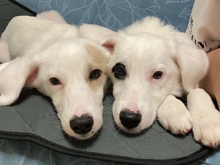 里親さまからのメッセージ　リノとポノのご家族より