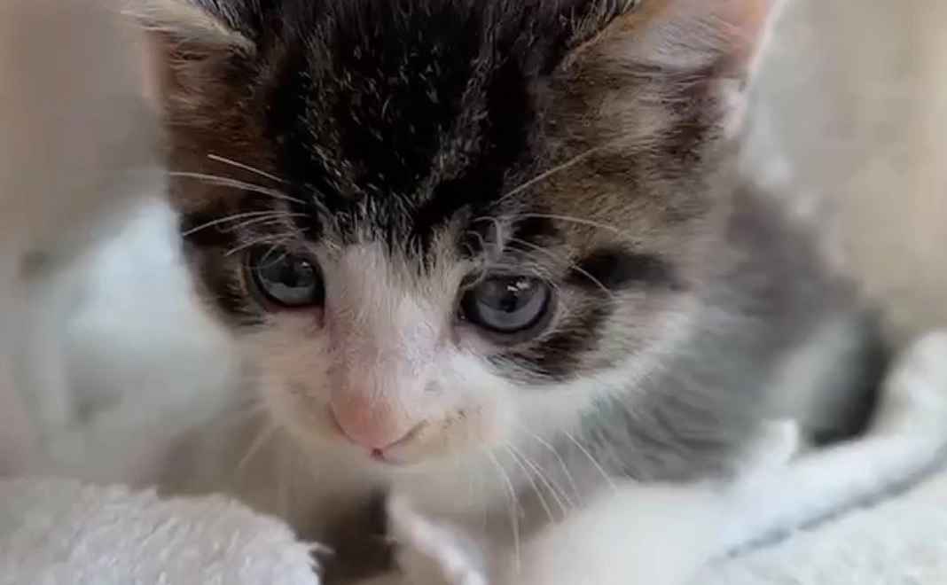 ぬぅちゃん応援　¥5000