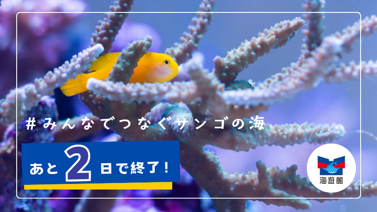 【残り2日】リターン紹介｜スペシャリストチームと巡る！サンゴ体感ツアー