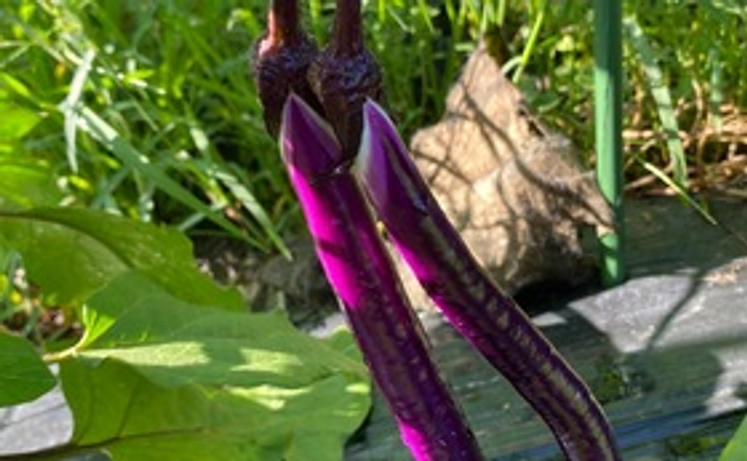 旬の野菜セット夏