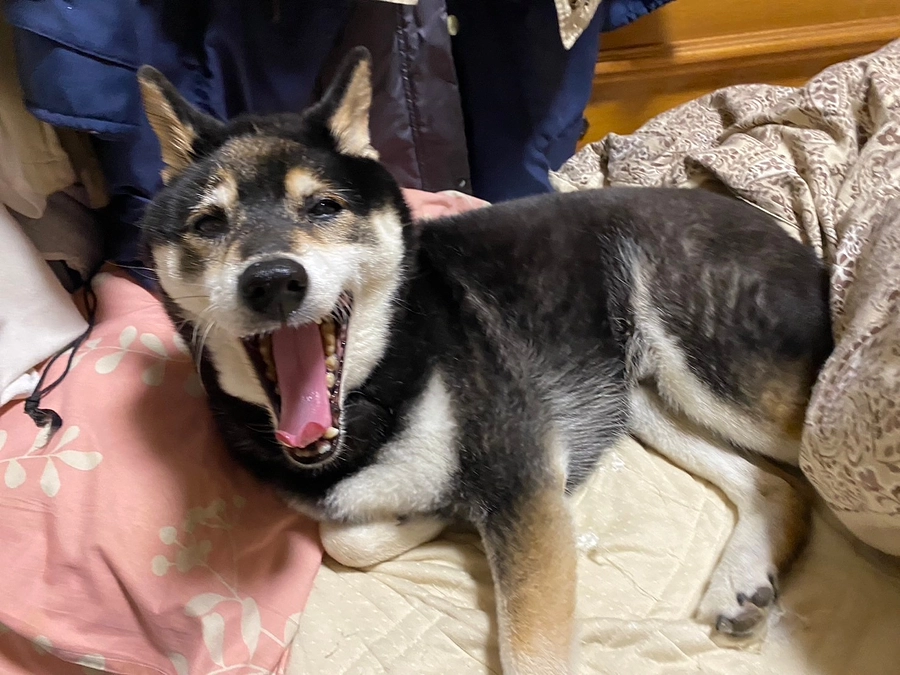 小鉄のこぶとポチの手術