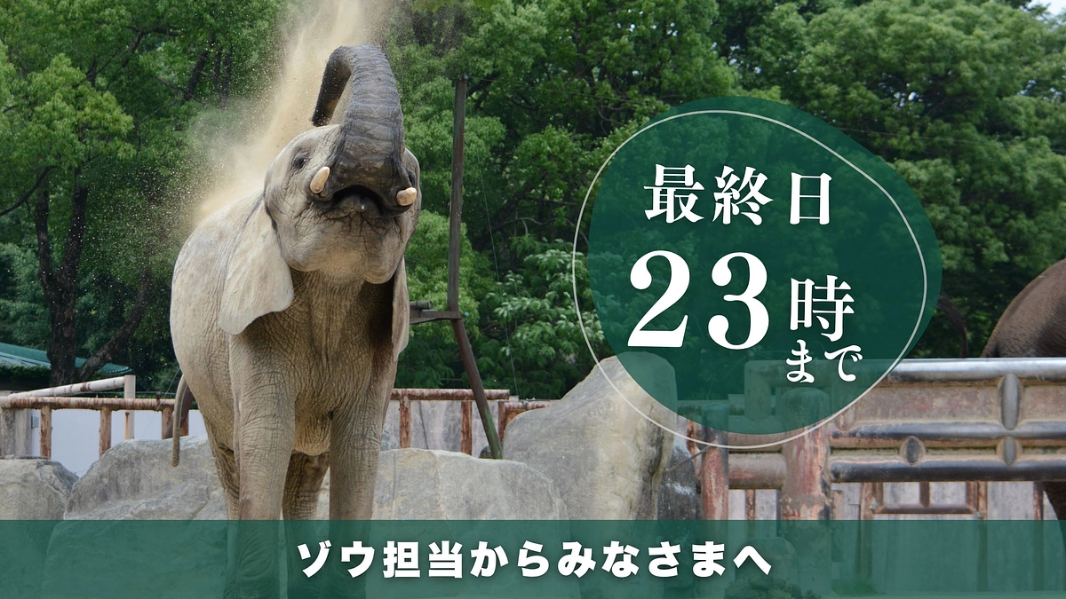 プロジェクト最終日　安佐動物公園のみどころ　ゾウ編