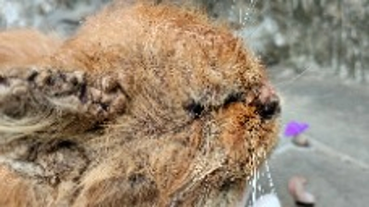 飼猫なのにどうして放おっておくの?