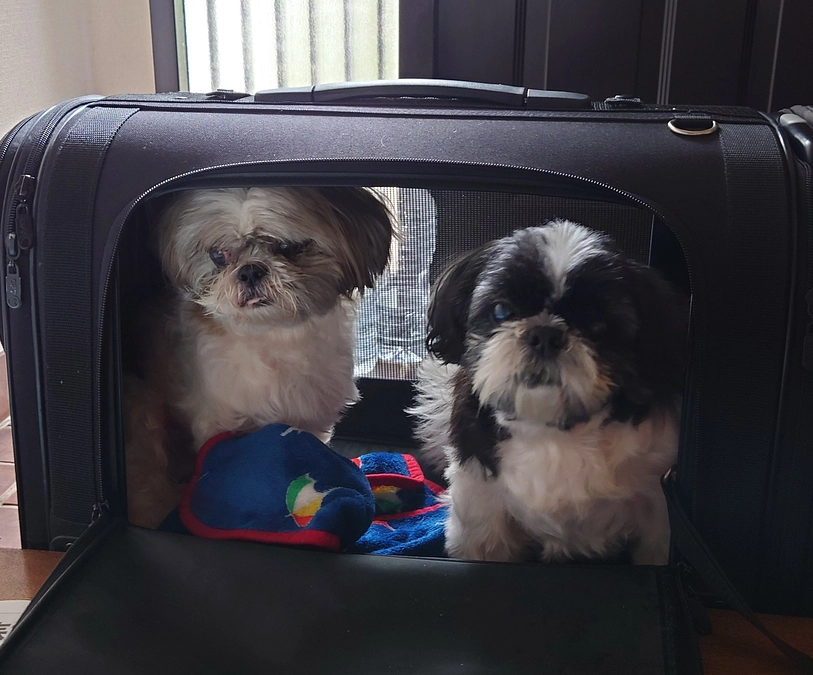 ルーシープロジェクト完了報告