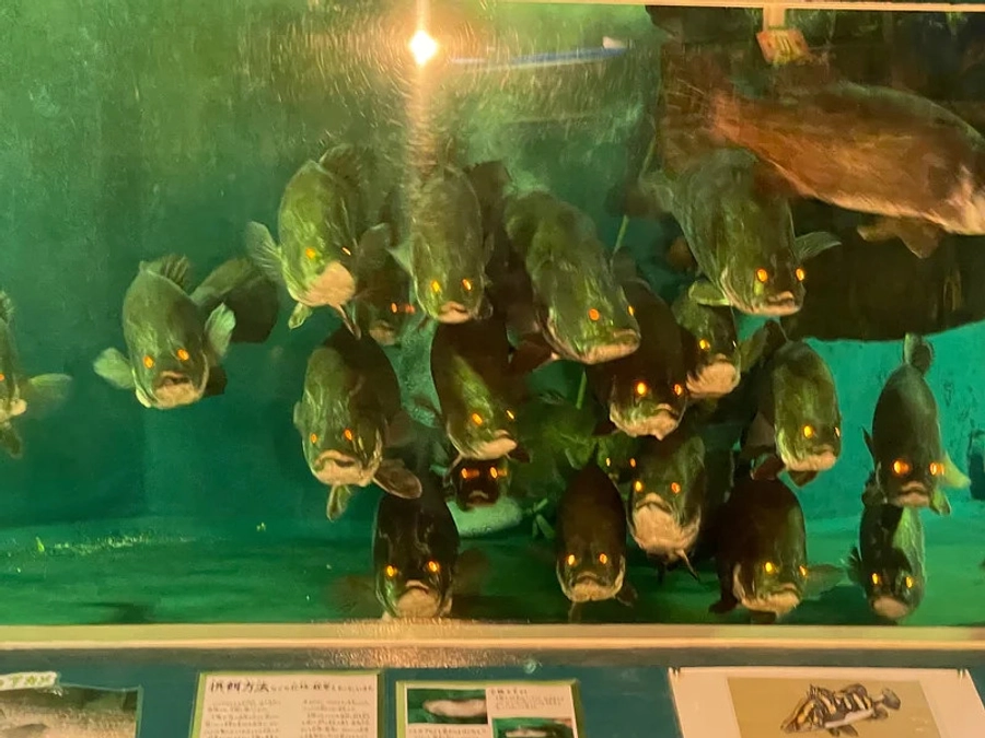 アカメ飼育と私たち桂浜水族館の活動