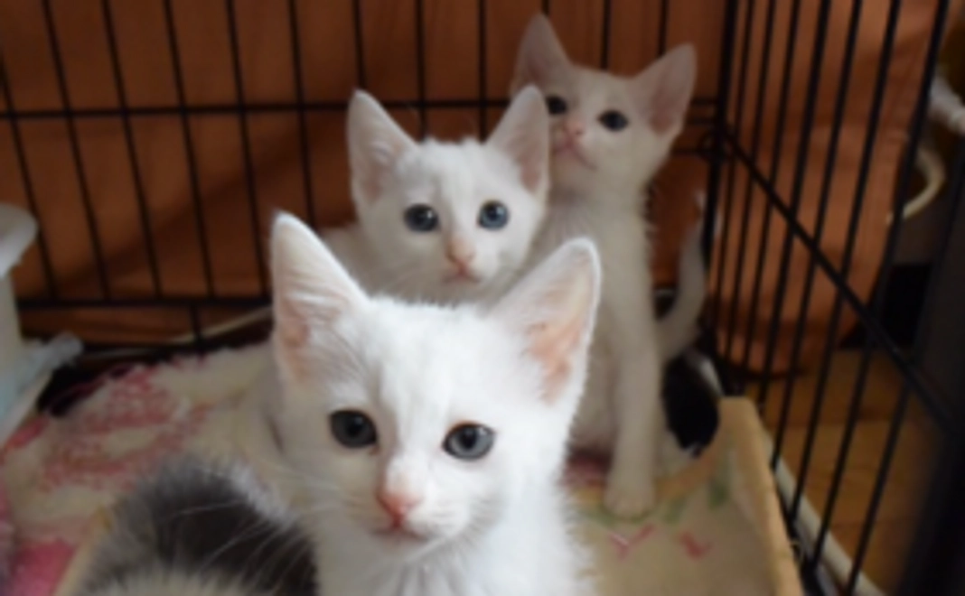 ハーツ活動応援コース