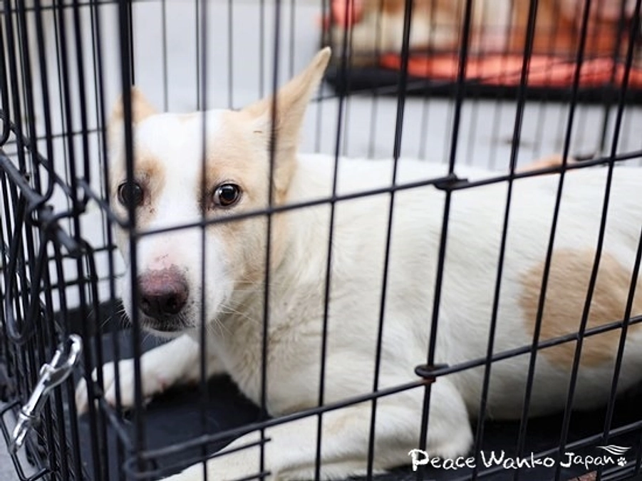 行き場がない命の保護と譲渡。官民一体で「殺処分ゼロ」へ