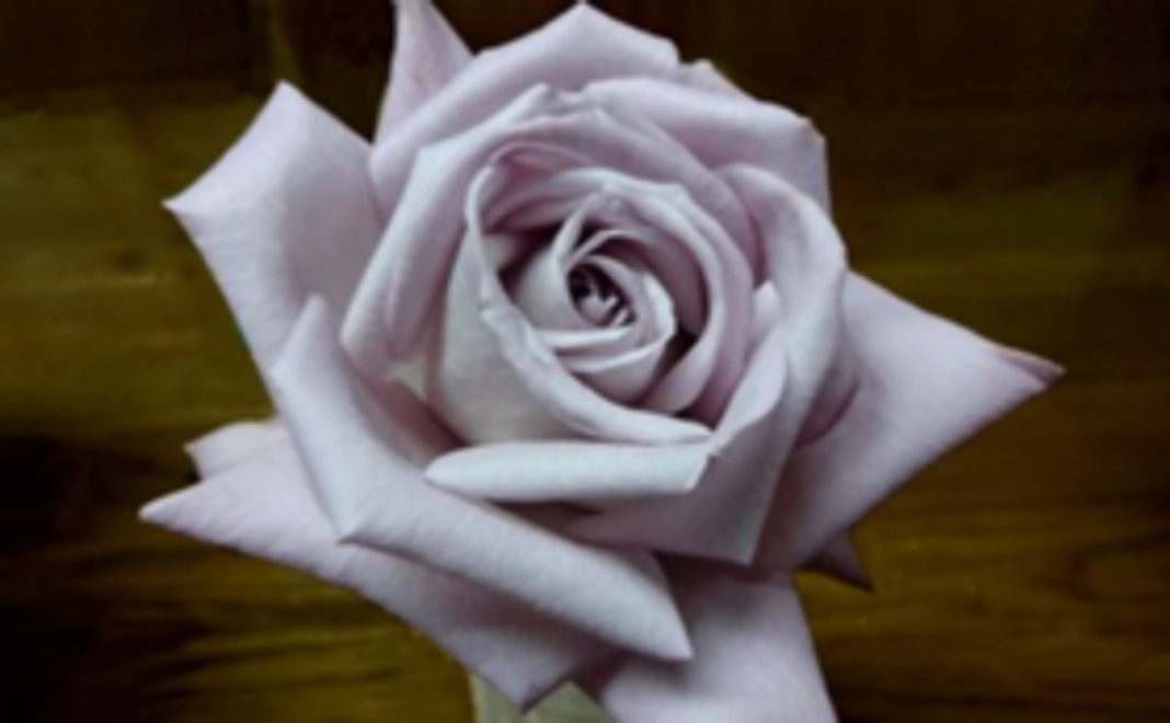 【薔薇にお好きなお名前を】新品種の薔薇の命名権とその切り花のセット通常盤