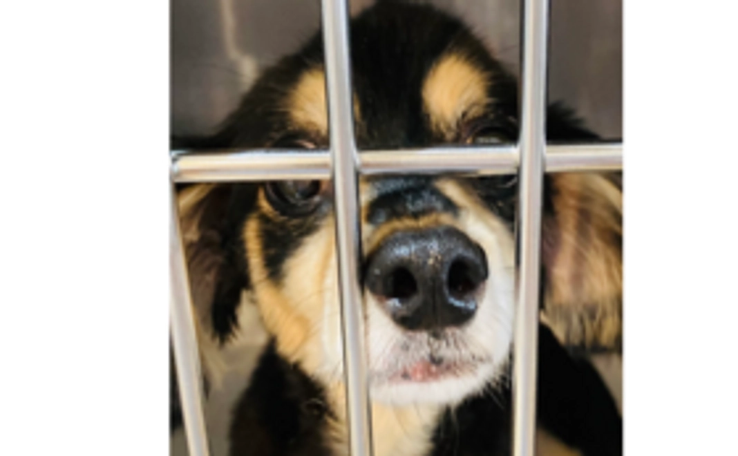 キャンティに元気を!①