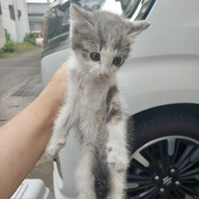 TNR現場から瀕死の子猫保護‼️